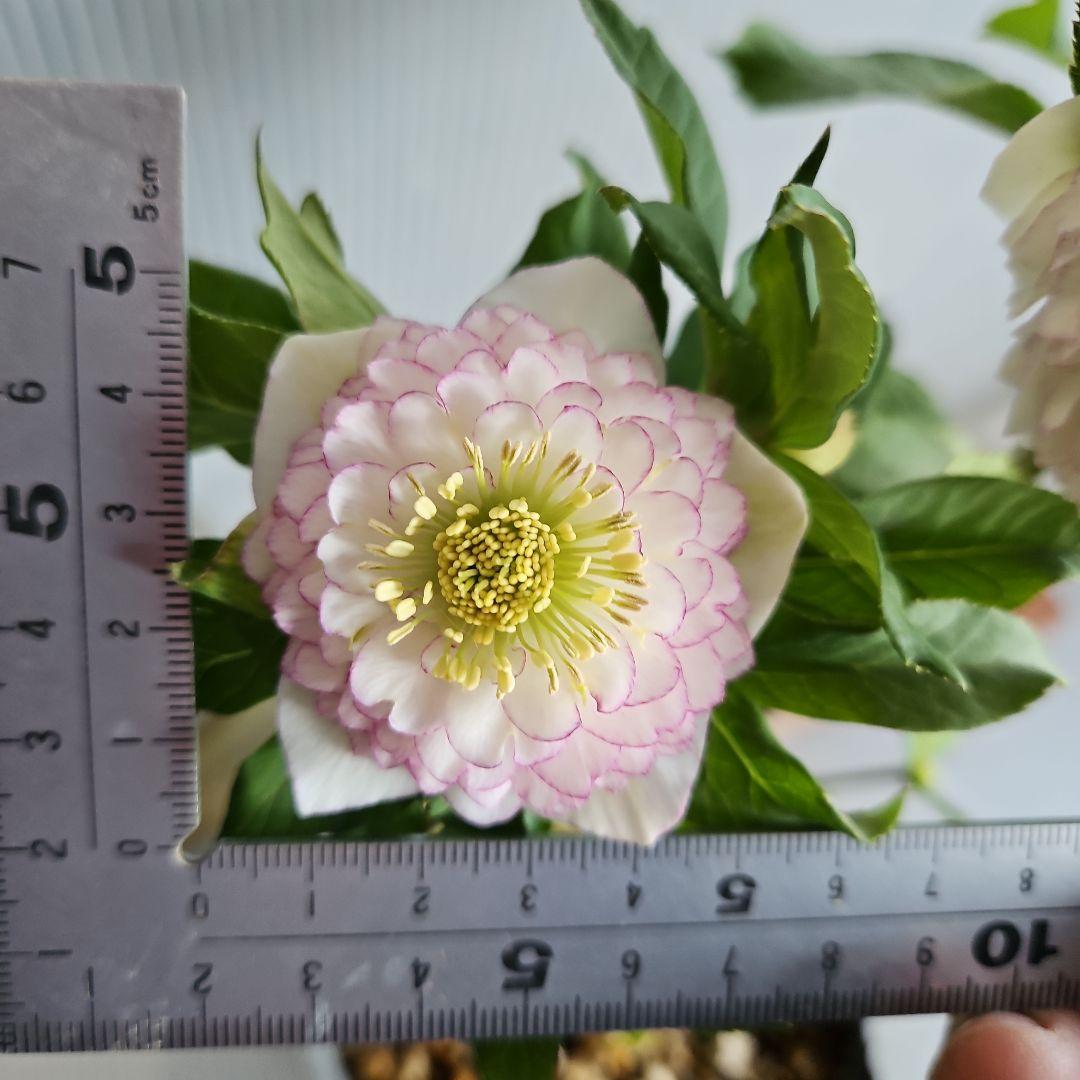 ㉖-503クリスマスローズ