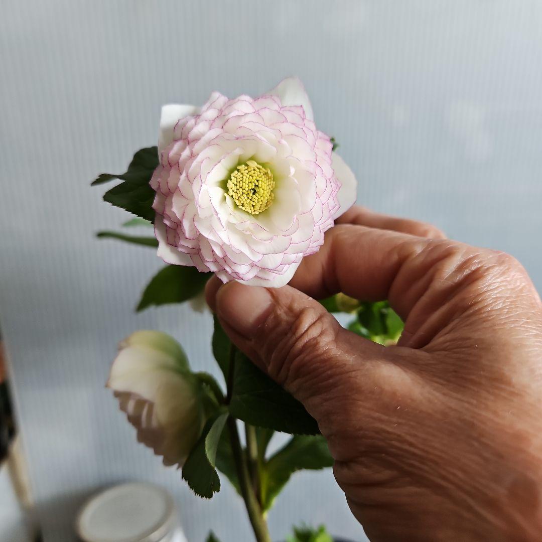 ㉖-503クリスマスローズ