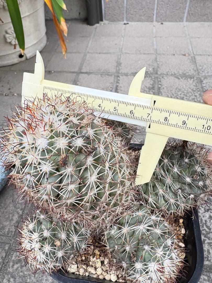【一点物】‼️実生 コレクション ミラリア白刺蓬莱宮 特選大株 花サボテン