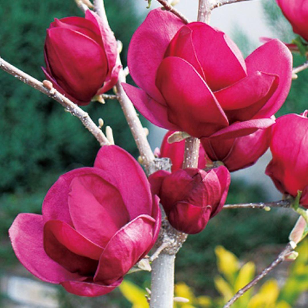 ハイブリッドモクレン ジェニー 苗木