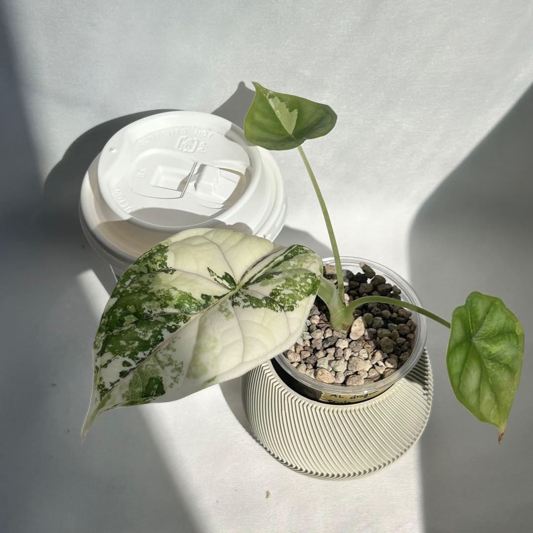 Alocasia Dragon Scale Variegata 【8】