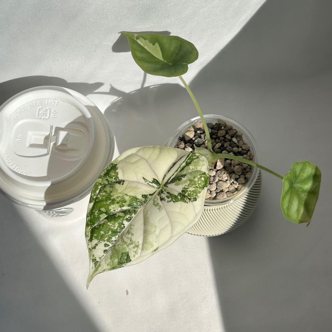 Alocasia Dragon Scale Variegata 【8】