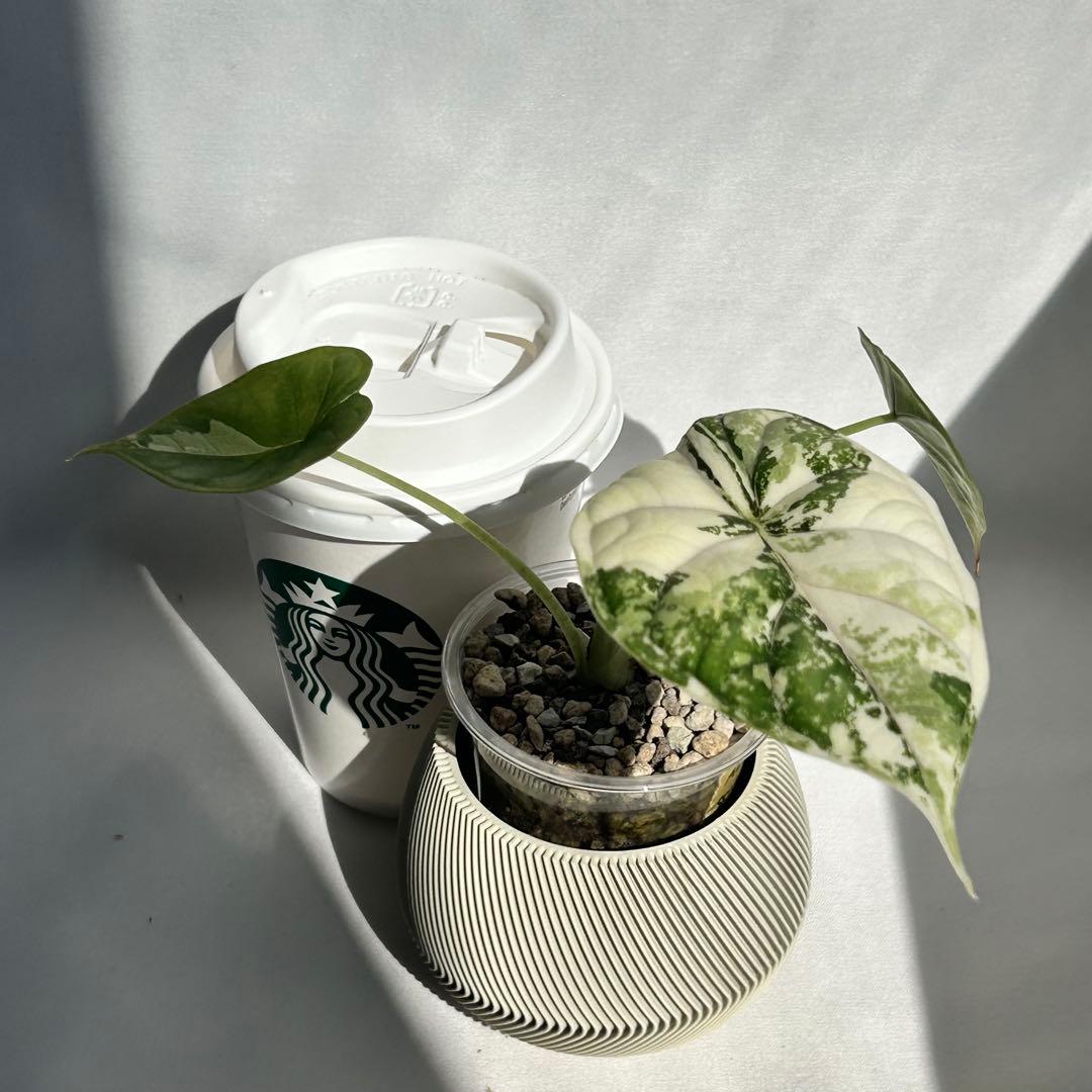 Alocasia Dragon Scale Variegata 【8】