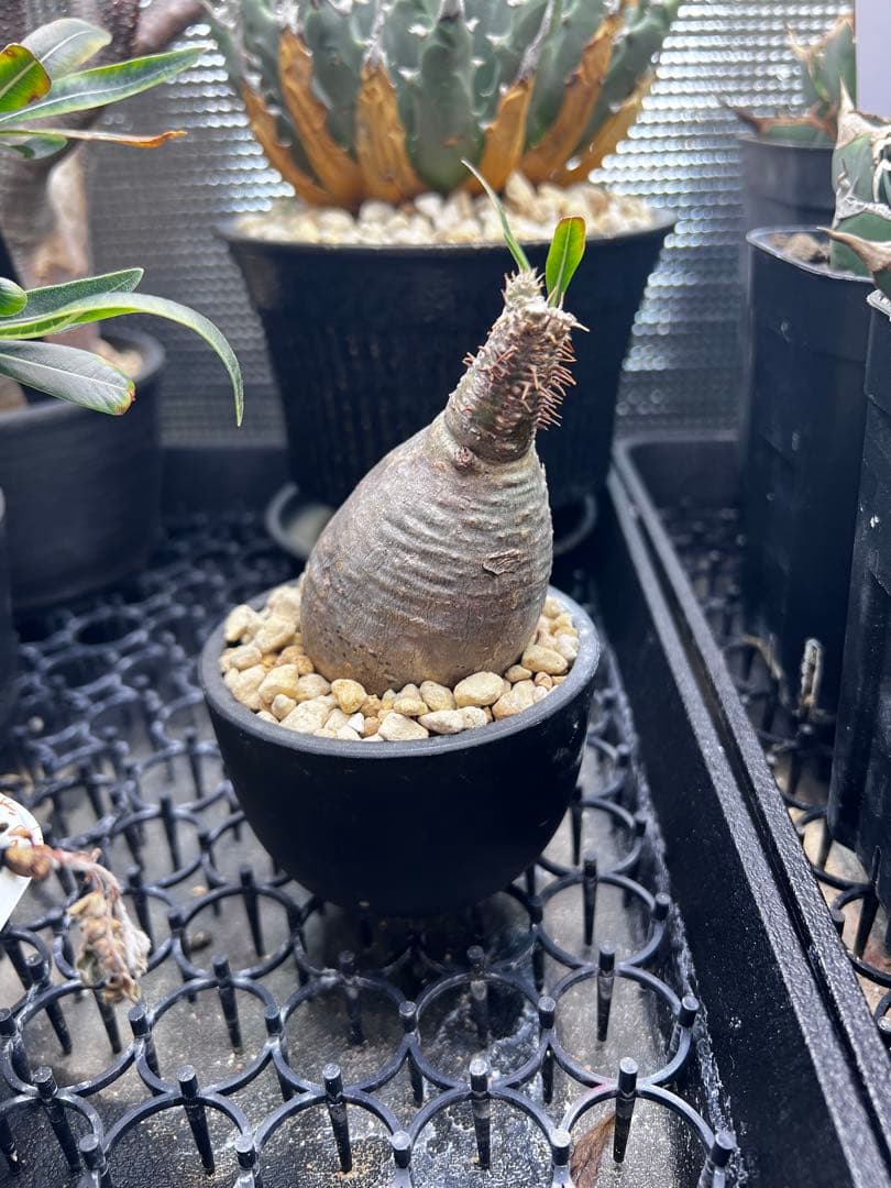 塊根植物　パキポディウム　グラキリス　現地球　手乗り　発根済み