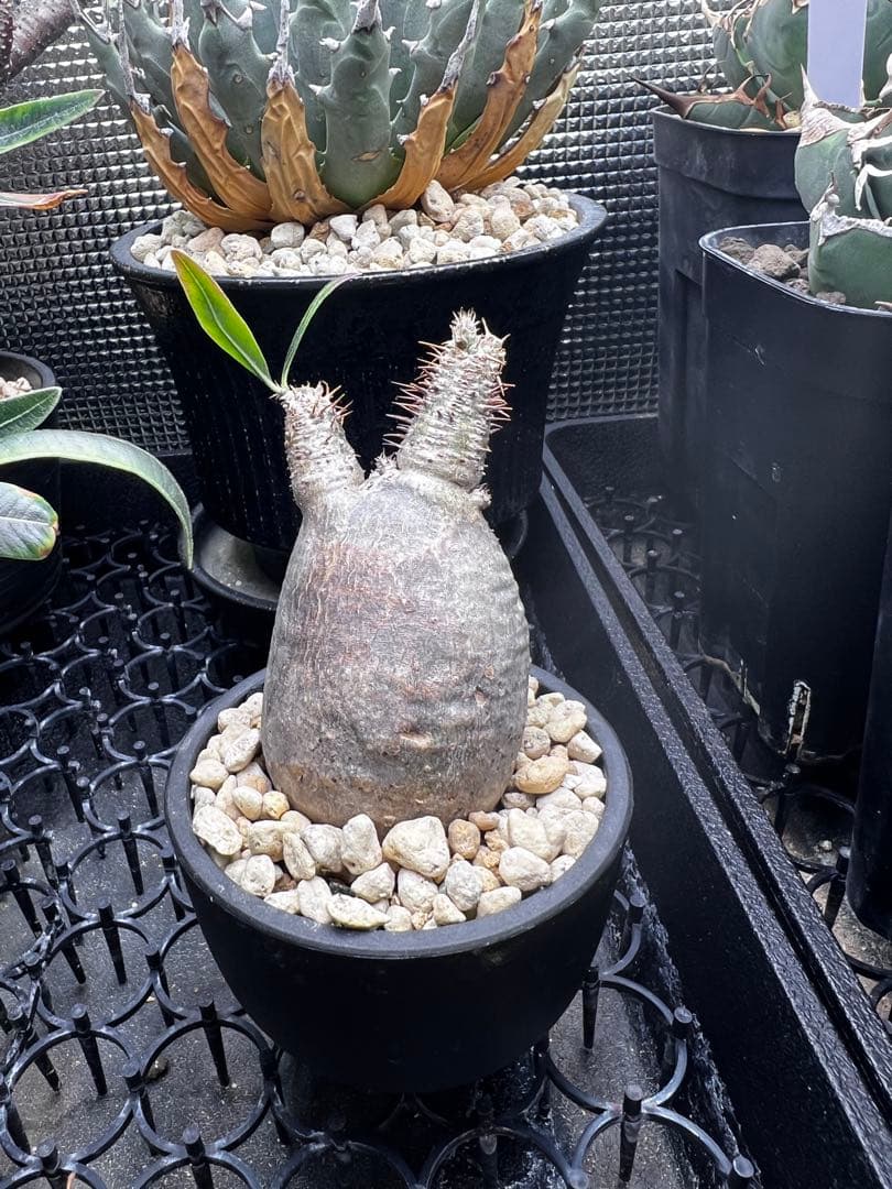 塊根植物　パキポディウム　グラキリス　現地球　手乗り　発根済み