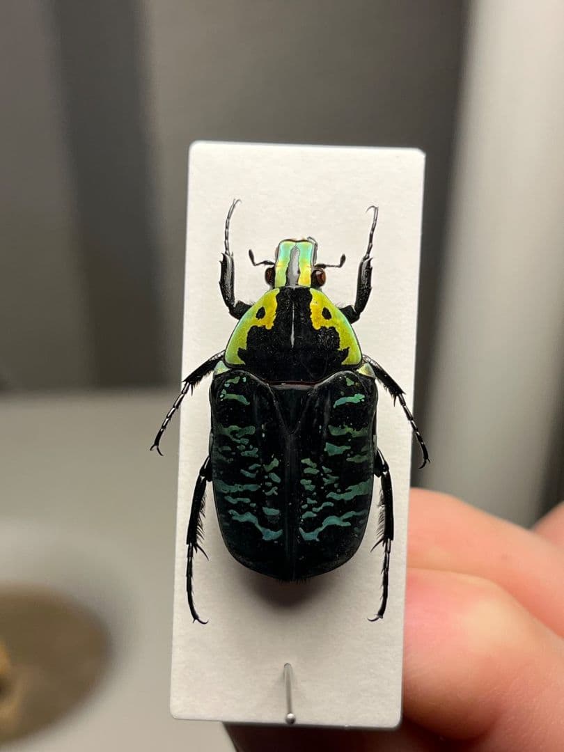 【28mm】サザナミマラガシーハナムグリ 標本 タマムシ プラチナコガネ ウグイ