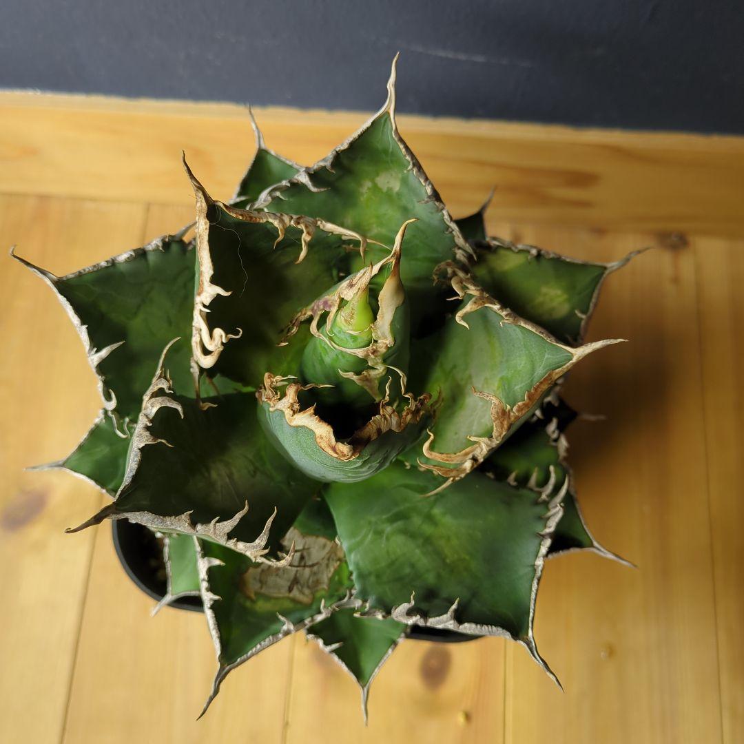 アガベ 海王　大株1/1撮影