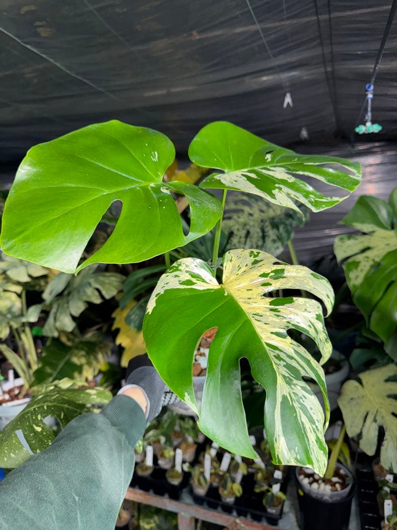 モンステラ　ベトシオーサ　オリジナル成長点カット苗　健康株