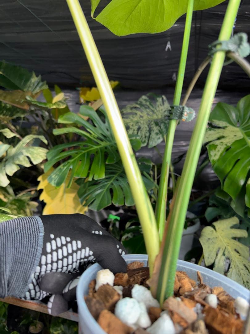 モンステラ　ベトシオーサ　オリジナル成長点カット苗　健康株