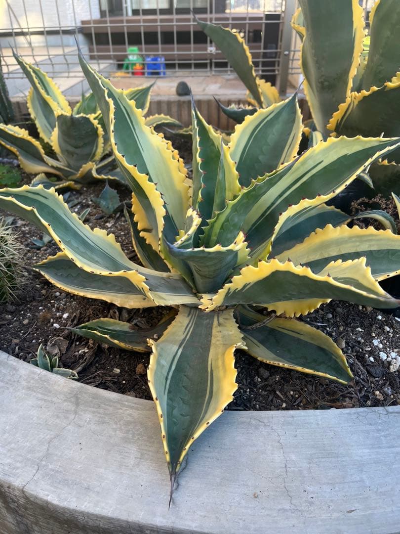 アガベ　リップルエフェクト　中株　幅50cm