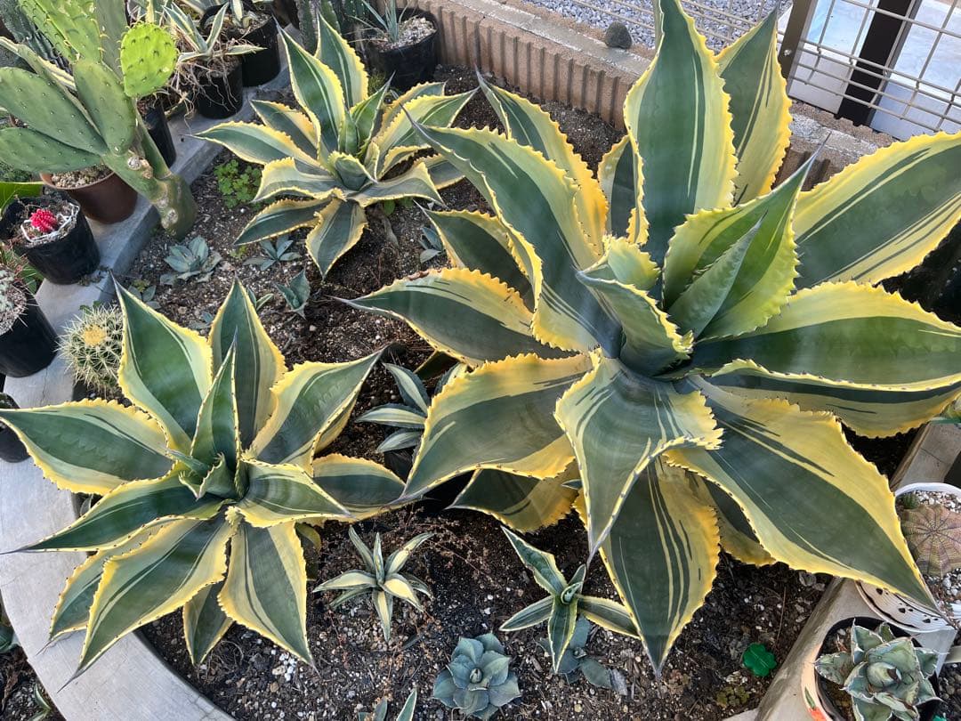 アガベ　リップルエフェクト　中株　幅50cm