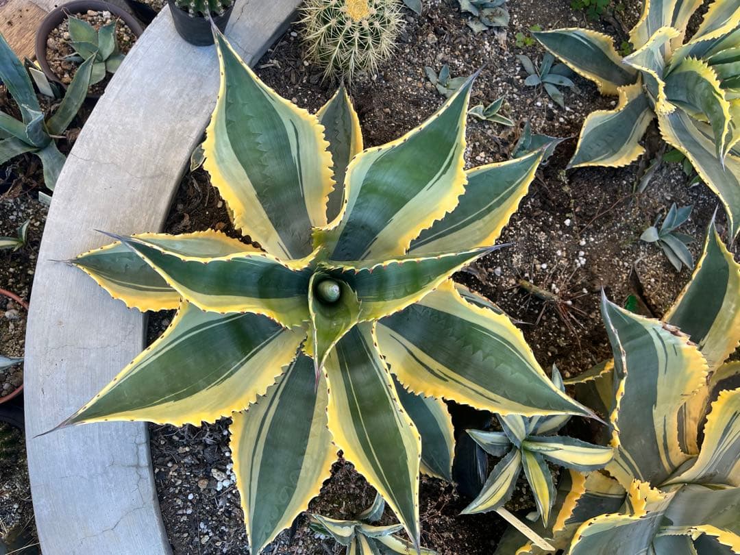 アガベ　リップルエフェクト　中株　幅50cm