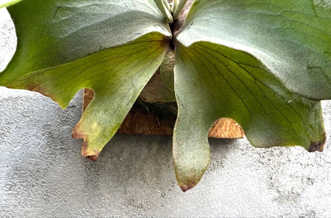 【ビカクシダ・ホワイトホーク】