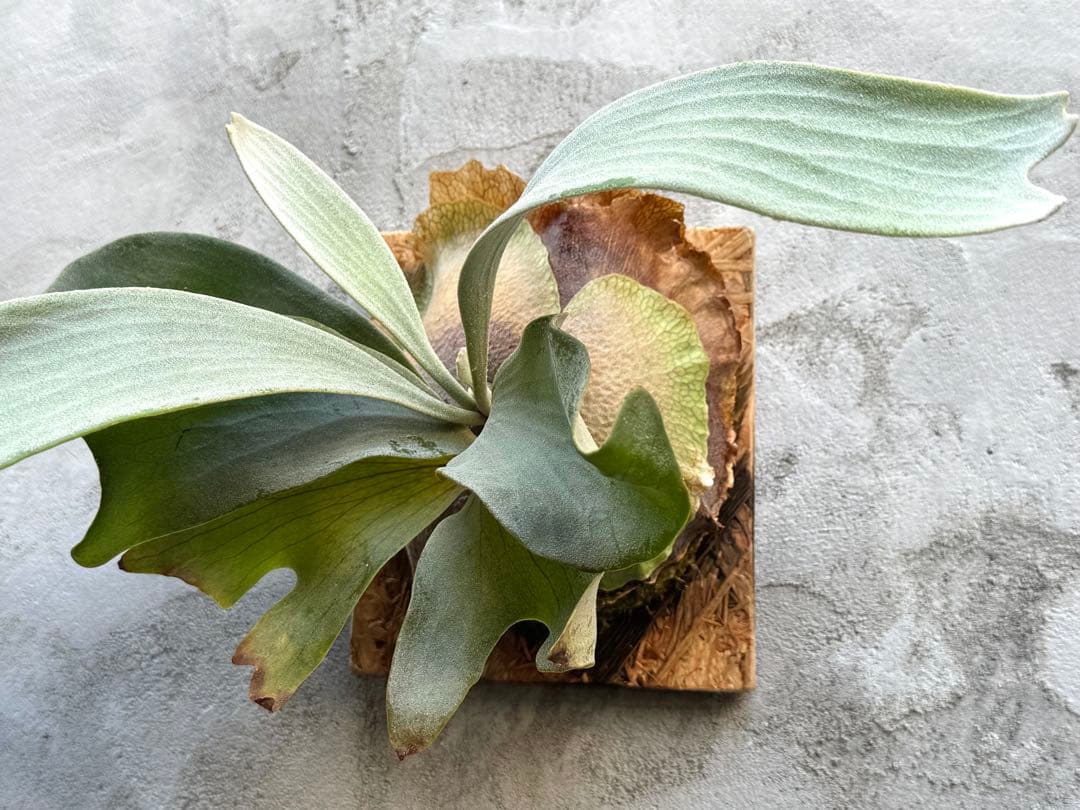 【ビカクシダ・ホワイトホーク】