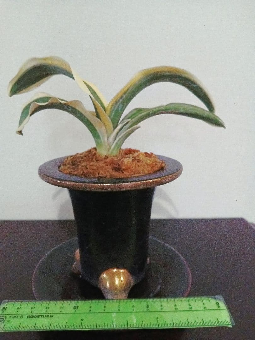 万年青「御国の光」