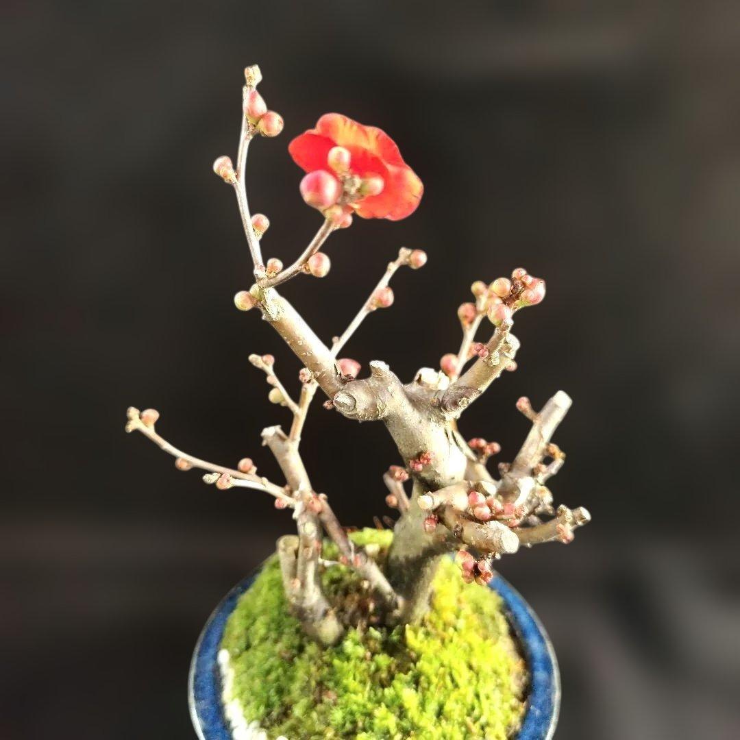 木瓜鉢入り盆栽　黒潮