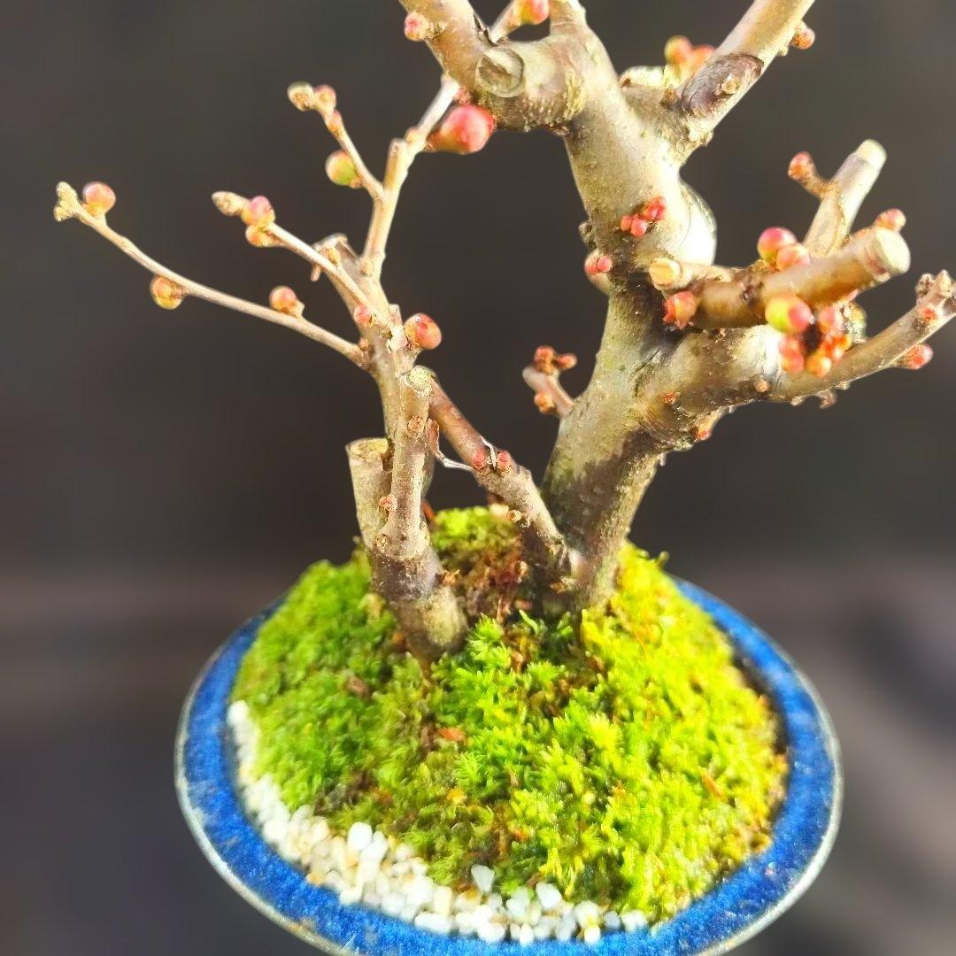 木瓜鉢入り盆栽　黒潮