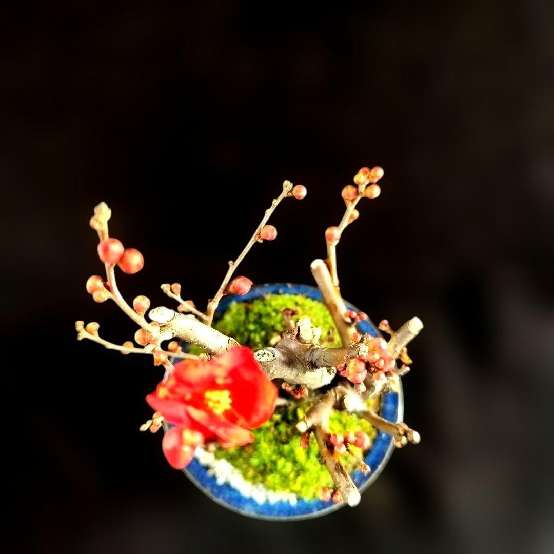 木瓜鉢入り盆栽　黒潮