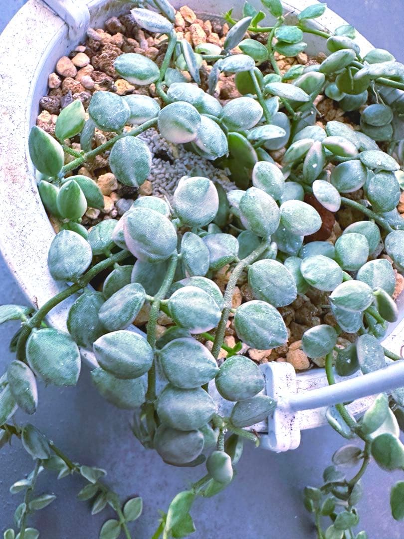 ヌンムラリア　バリエガータ