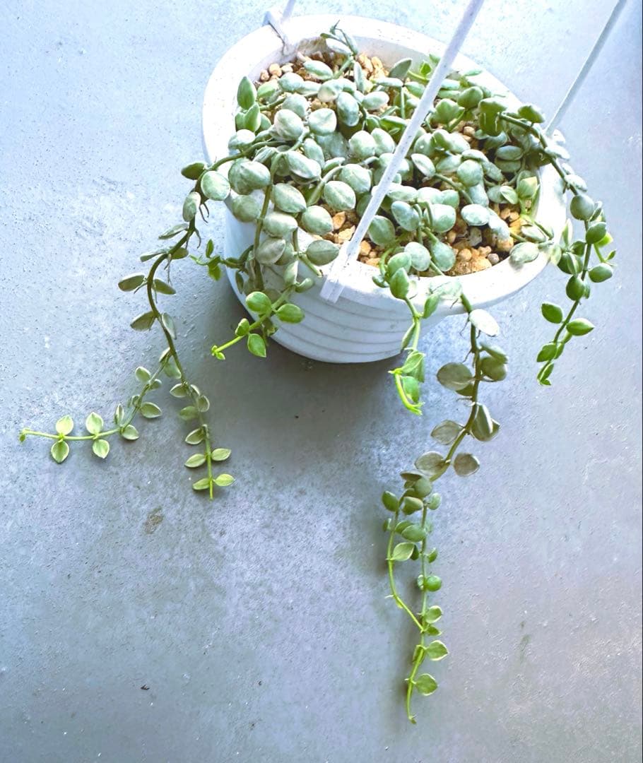 ヌンムラリア　バリエガータ