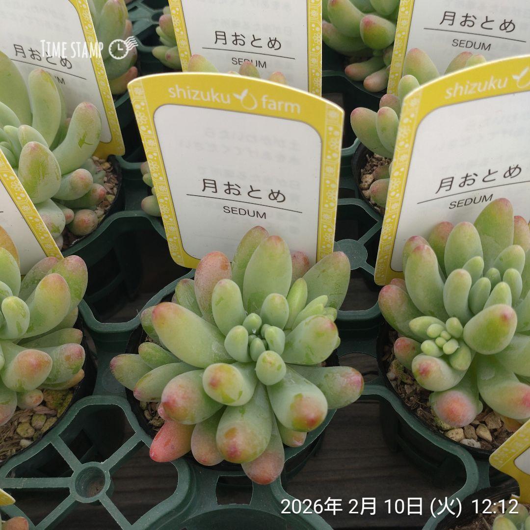 1ポット985円　セダム　月おとめ　6cmポット