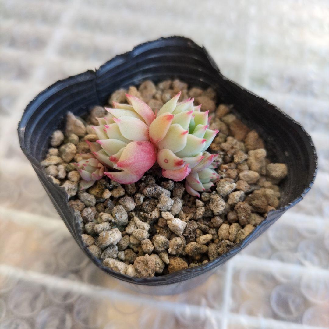 かきぴー