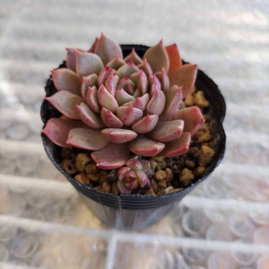 かきぴー