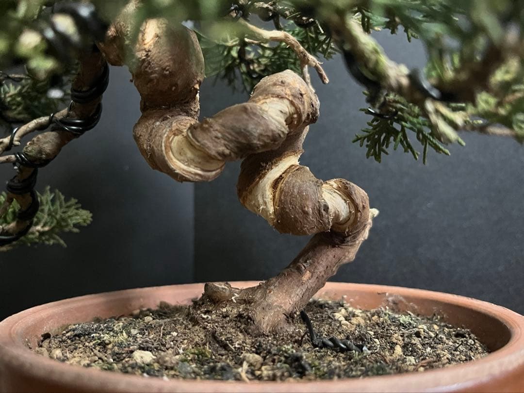 真柏盆栽　糸魚川真柏　捻転シャリ幹　小品盆栽　樹高15.5cm 幹模様良い　素材