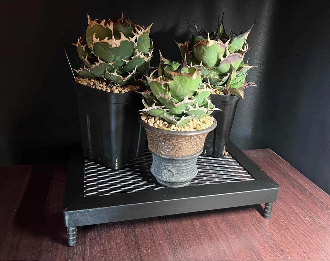 【2個セット】アイアン植物台座 塊根植物 アガベ 多肉 観葉植物用