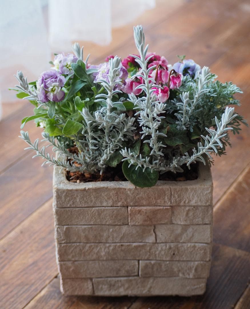 大人可愛い冬のスクエアガーデン 寄せ植え