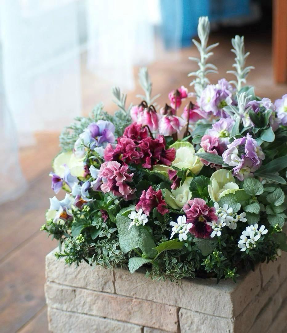 大人可愛い冬のスクエアガーデン 寄せ植え