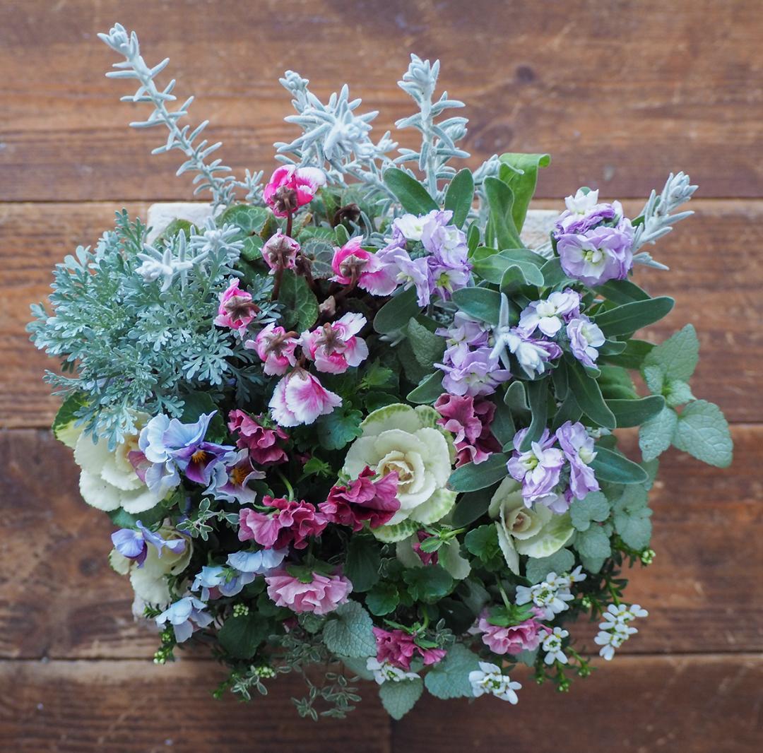 大人可愛い冬のスクエアガーデン 寄せ植え