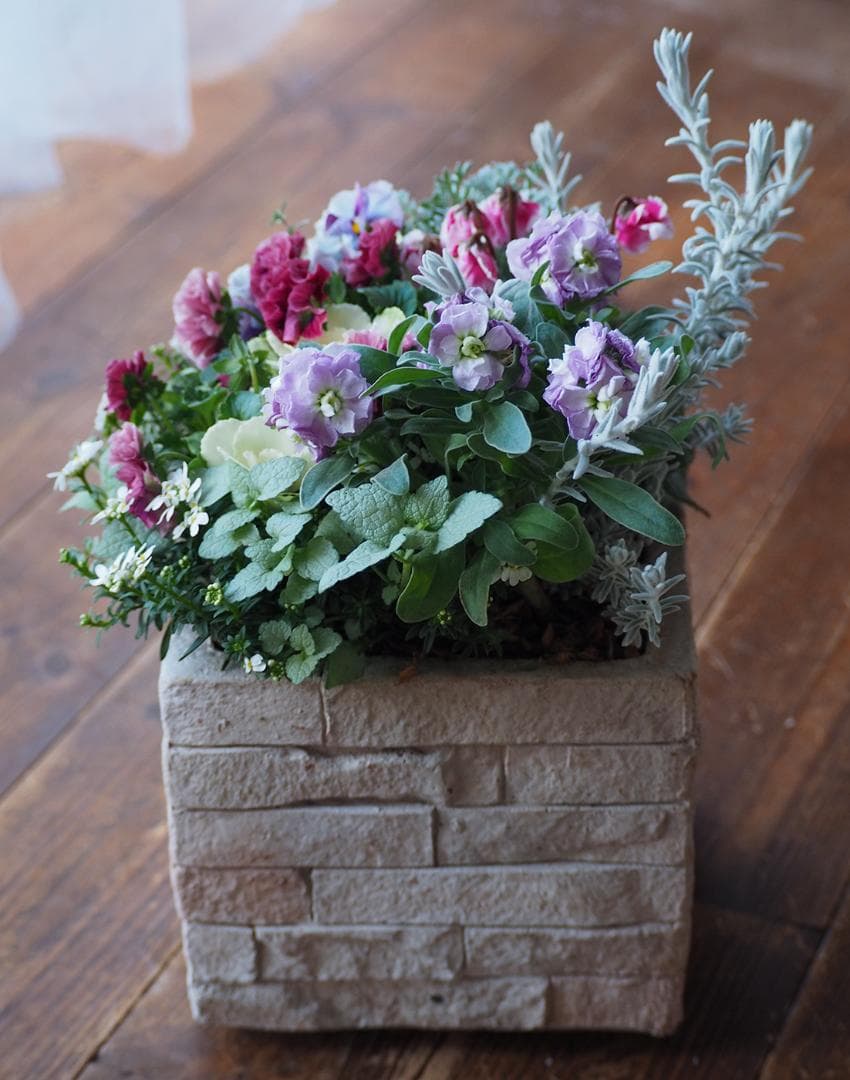 大人可愛い冬のスクエアガーデン 寄せ植え