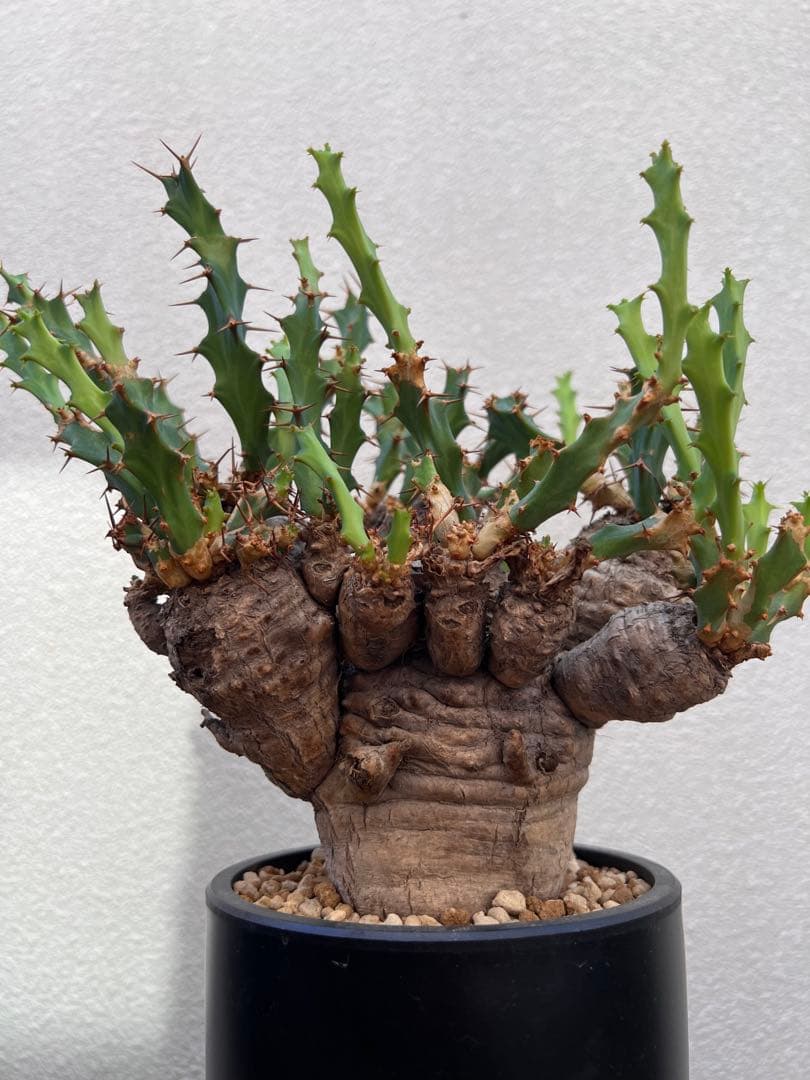 ユーフォルビア　クラビゲラ　(現地球　発根済)