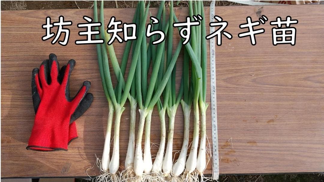 ぼうずしらずねぎ苗　80本（畑での生育が良い様に、根と葉を沢山残して発送します）