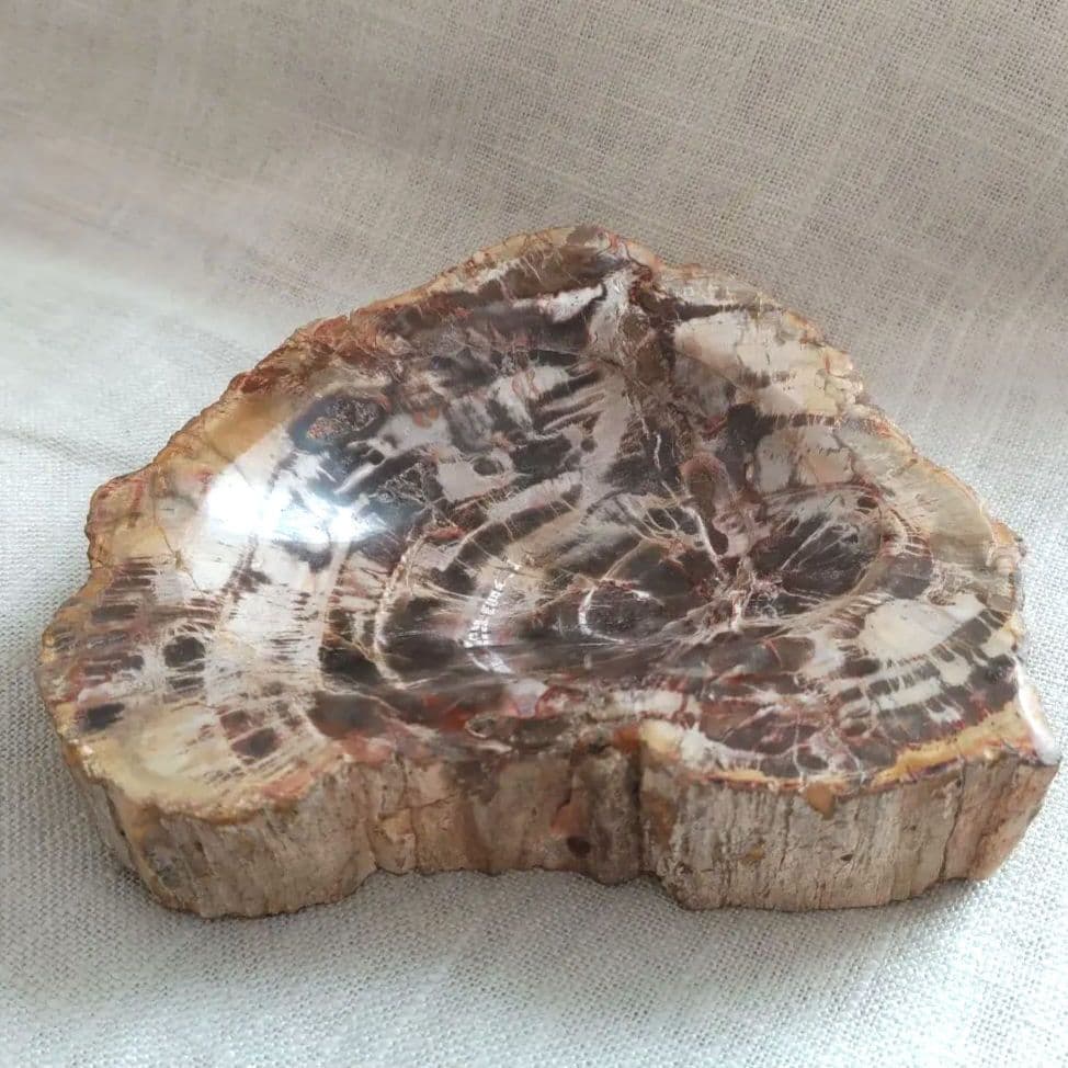 珪化木　皿　ペトリファイドウッド　ボウル皿　木　化石