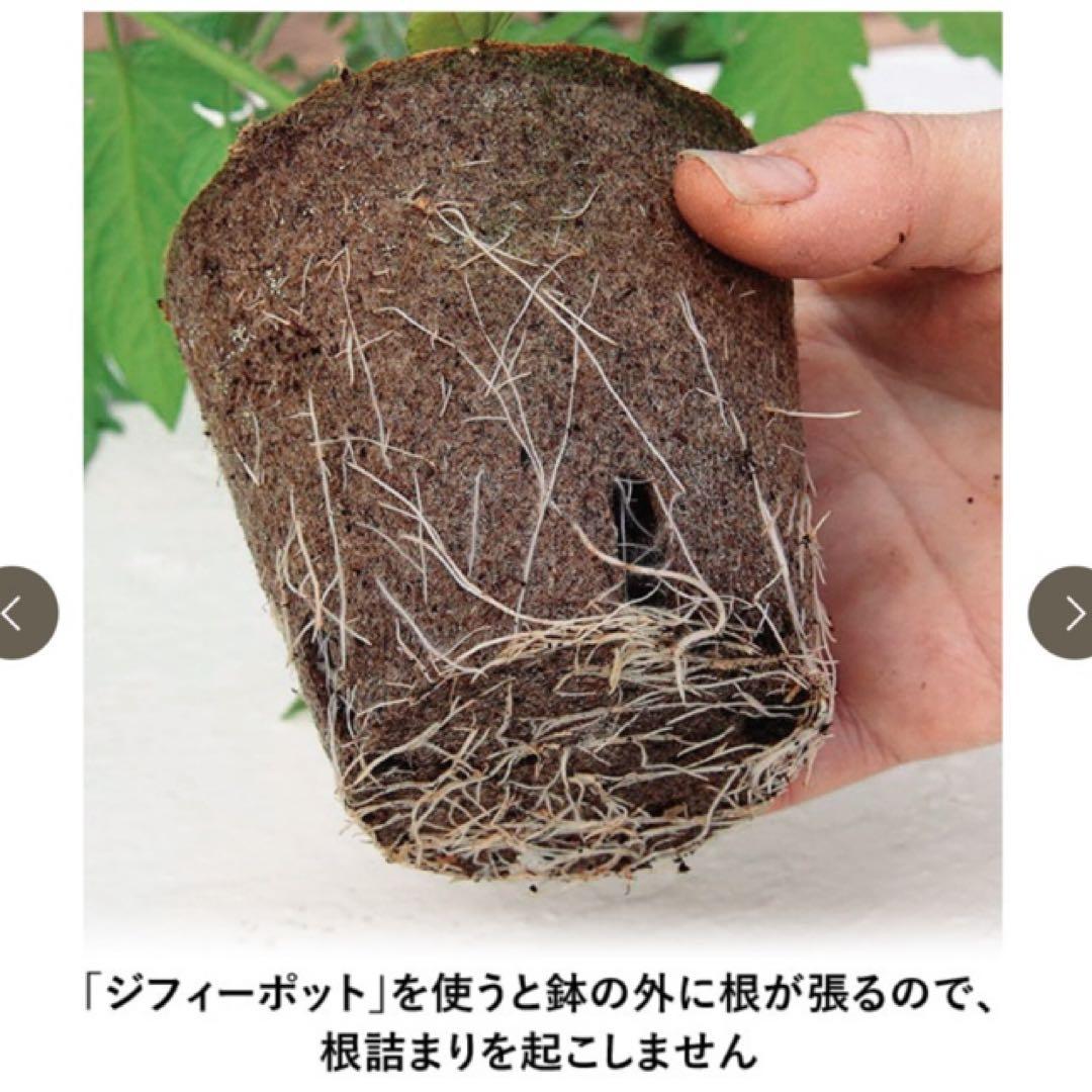 ジフィーポット 丸型5.5cm 約3400個入り スリット入り　そのまま植えれる