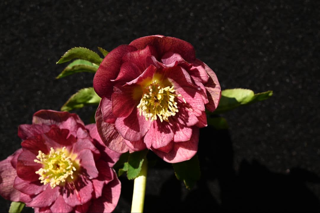 クリスマスローズ　認定フレグランスパープル　加藤農園