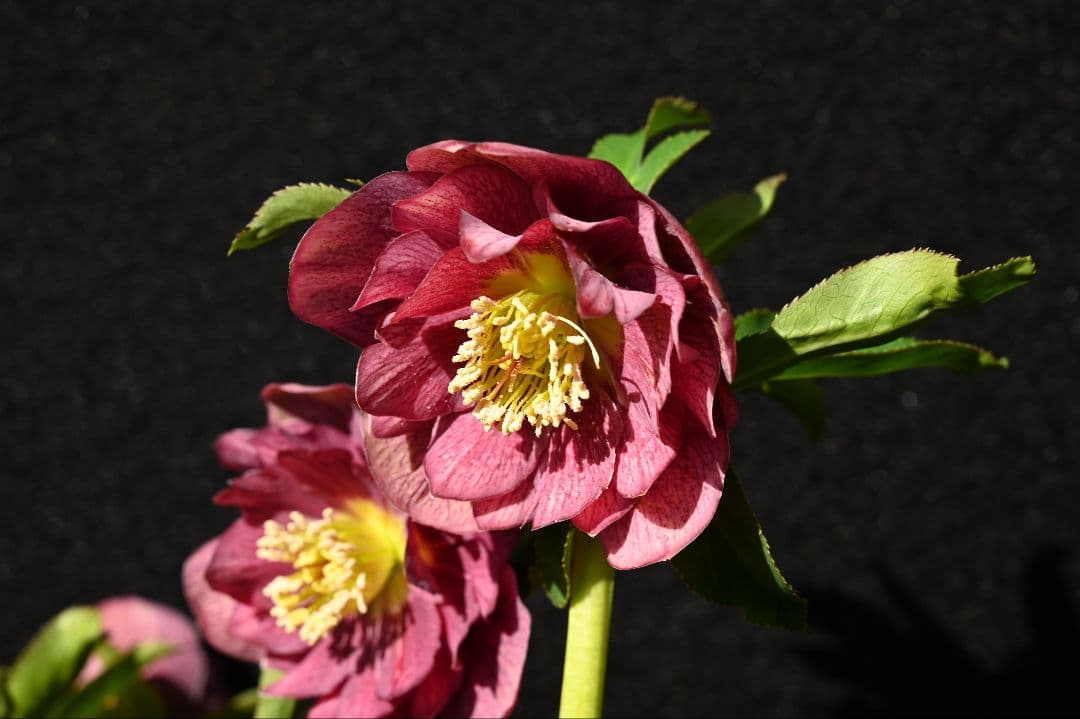 クリスマスローズ　認定フレグランスパープル　加藤農園