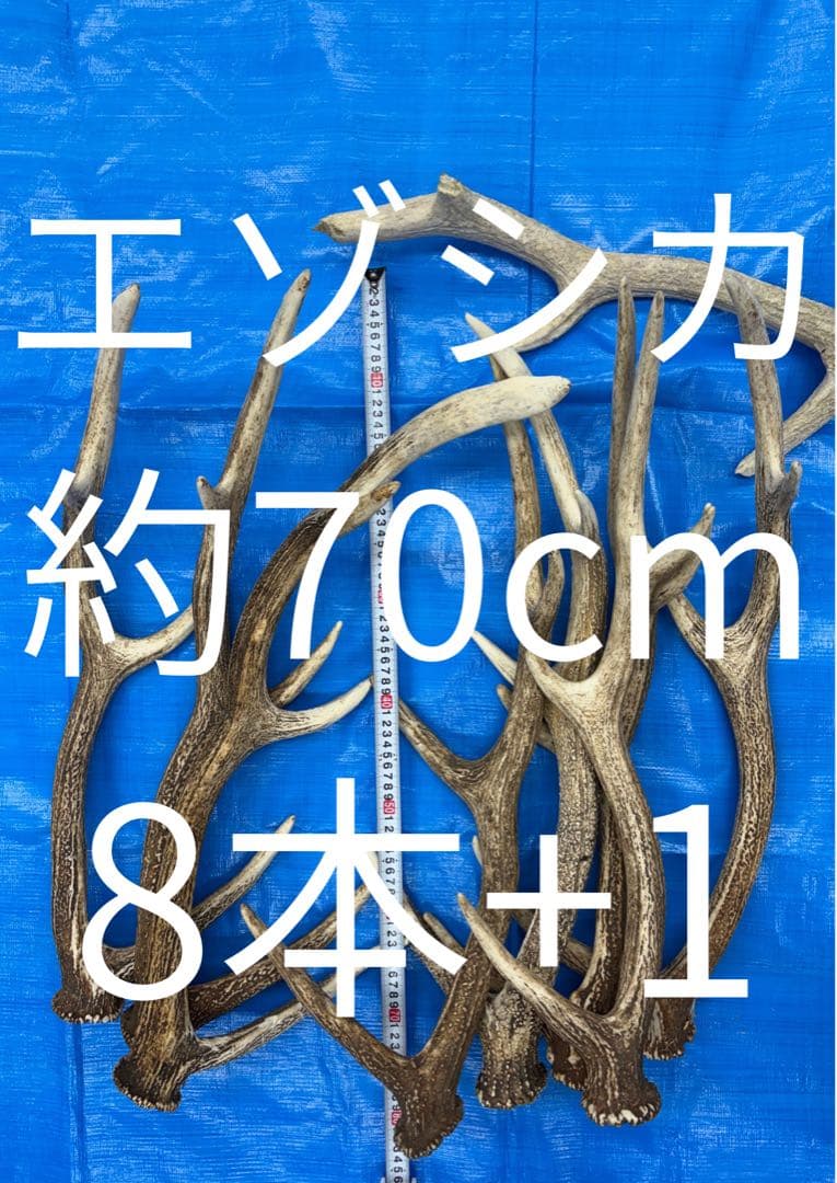 エゾシカの角 8本+1本 約70cm