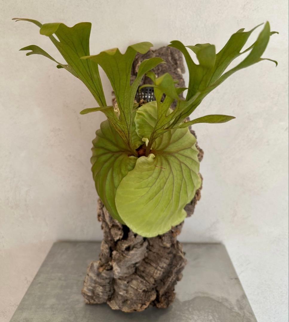 P.ridleyi wild リドレイ ワイルド ビカクシダ コルク板付け 9