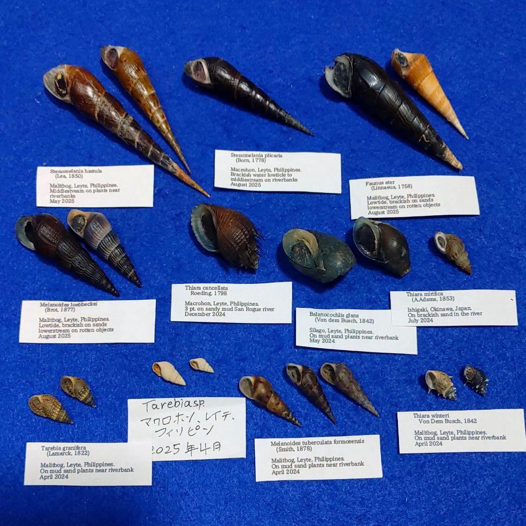 トウガタカワニナ　淡水貝　貝殻　標本