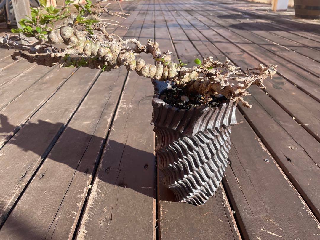 格安　コミフォラ　エイル　発根剤