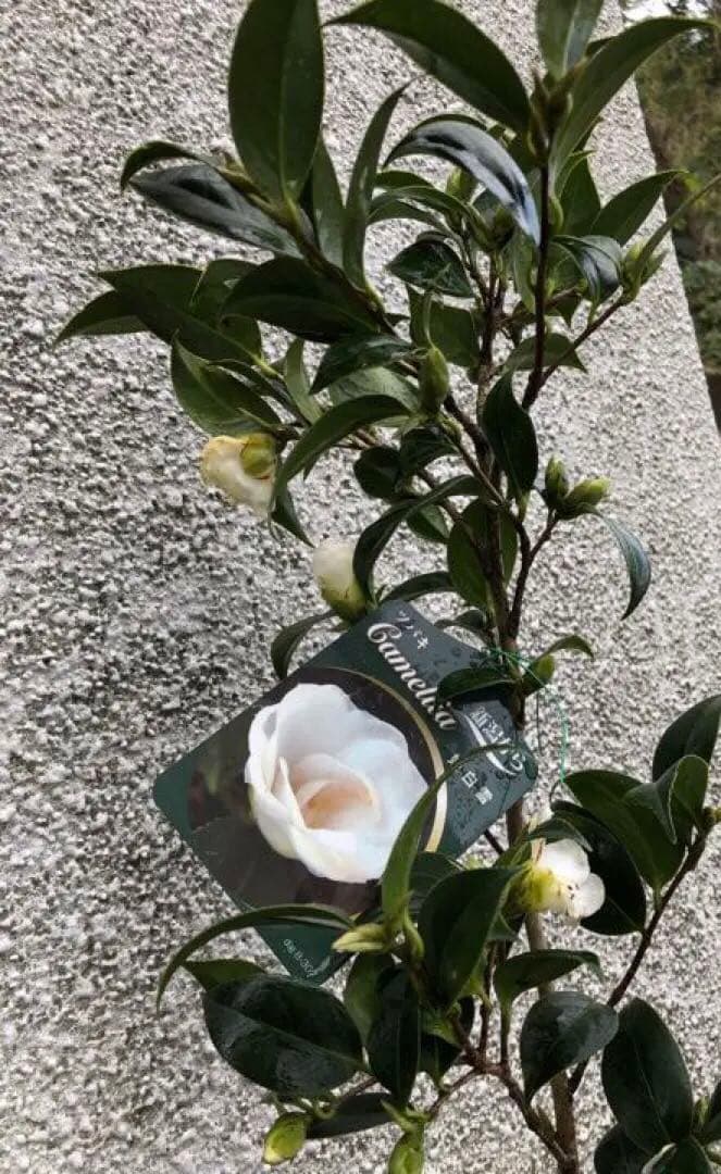 つばき　苗　姫白雪(ひめしらゆき)古典椿苗木 蕾開花