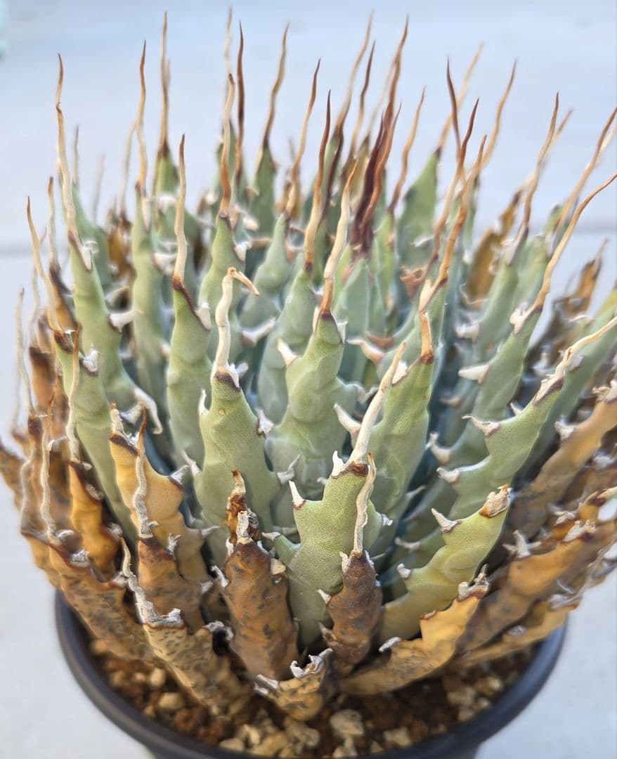 アガベ　ユタエンシス　エボリスピナ　陽炎　発根済