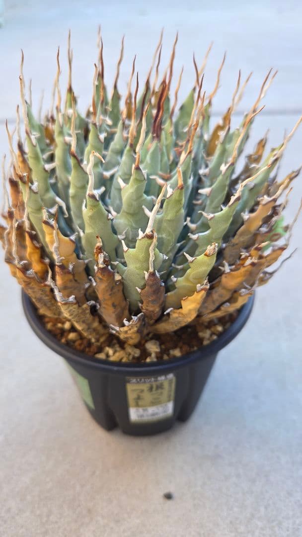 アガベ　ユタエンシス　エボリスピナ　陽炎　発根済