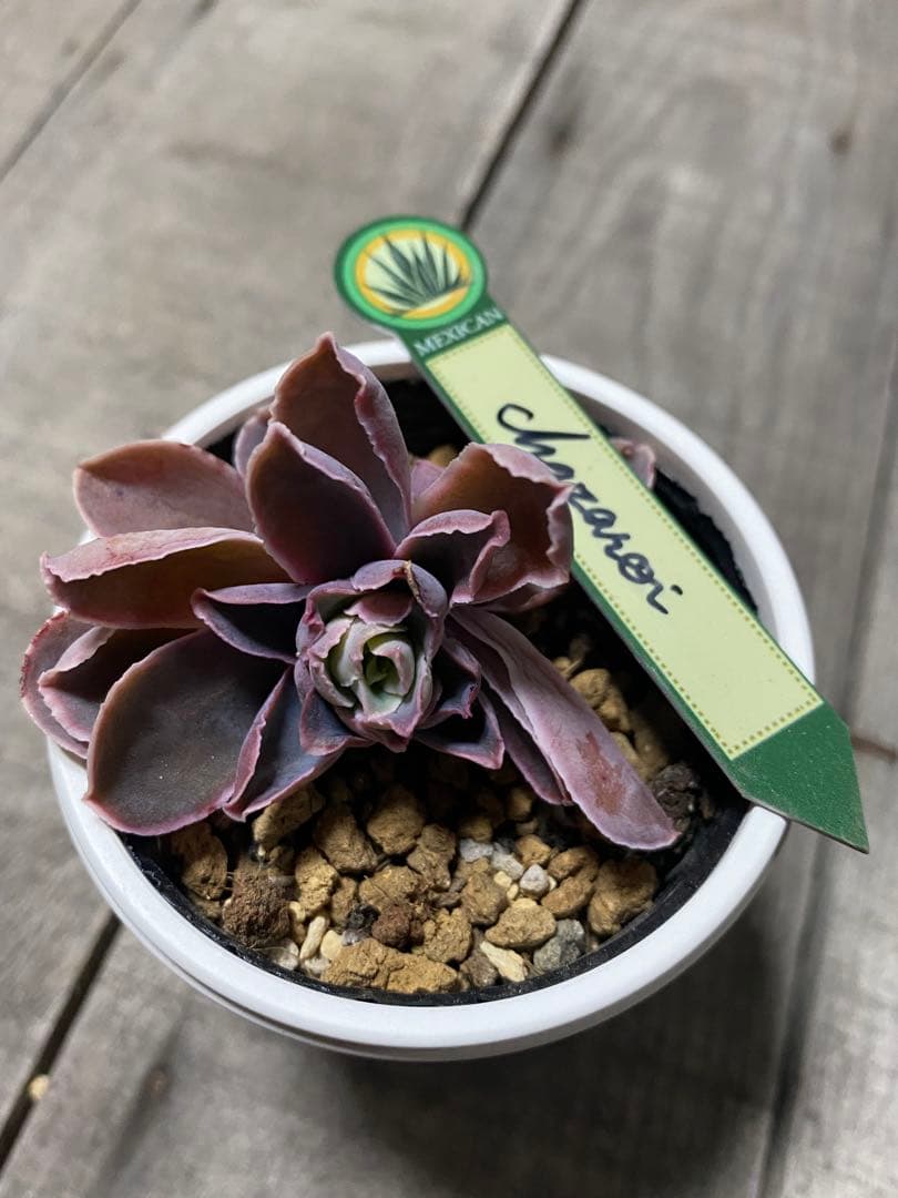 リクエスト出品　3頭チャザロイ　原種　Chazaroi エケベリア 紫色