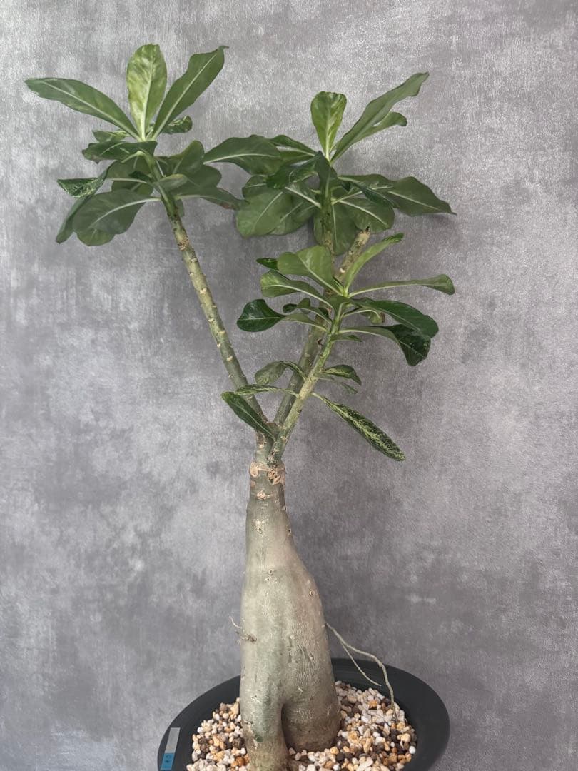 Adenium obesum variegata アデニウム・オベスム 斑入り
