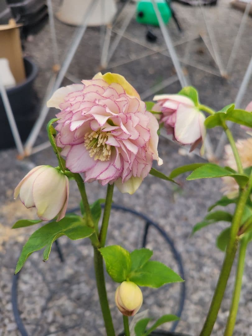 加藤農園　超多弁交配　クリスマスローズ