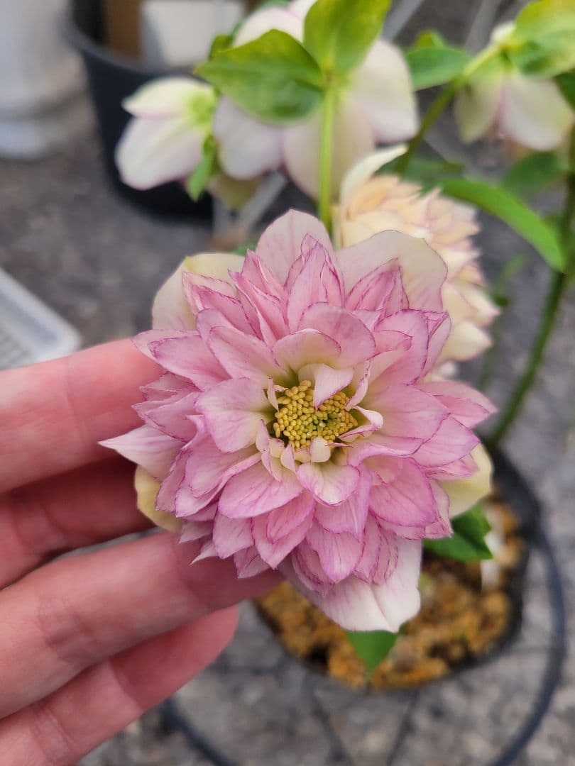 加藤農園　超多弁交配　クリスマスローズ